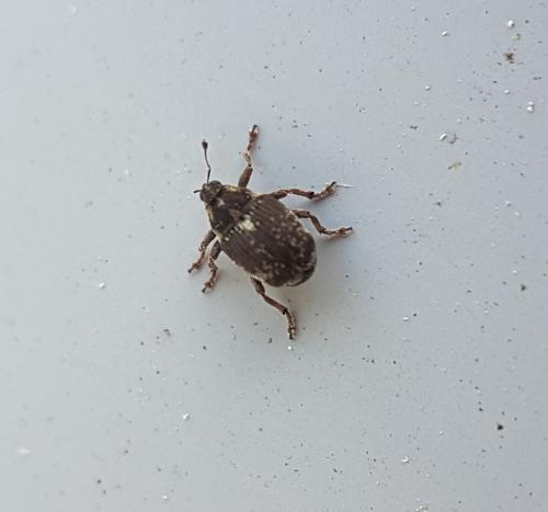 Réf. 222 992 : Nedyus quadrimaculatus